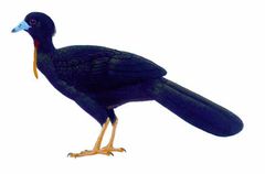 Aburria aburri imagen 01.jpg