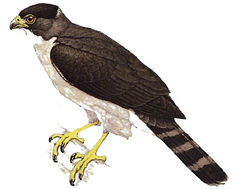 Accipiter poliogaster imagen 01.jpg