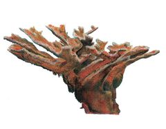 Acropora palmata imagen 01.jpg