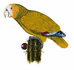 Amazona barbadensis imagen 01.jpg