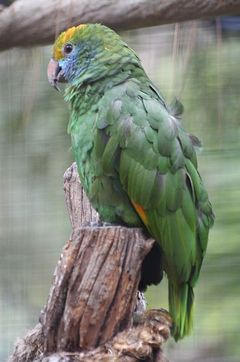 Amazona dufresniana imagen 01.jpg