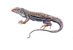 Ameiva provitaae imagen 01.jpg