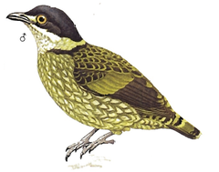 Ampelioides tschudii imagen 01.png
