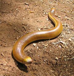 Amphisbaena alba imagen 01.jpg