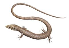 Anadia pariaensis imagen 01.jpg