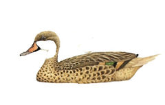 Anas bahamensis imagen 01.jpg