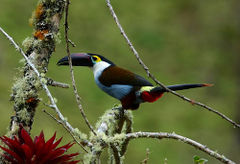 Andigena nigrirostris imagen 01.jpg