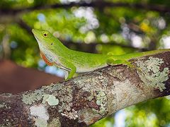 Anolis biporcatus imagen 01.jpg
