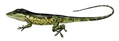Anolis tetarii imagen 01.jpg