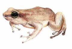 Anomaloglossus murisipanensis imagen 01.jpg