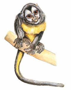 Aotus lemurinus imagen 01.jpg