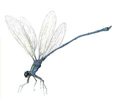 Archilestes tuberalatus imagen 01.jpg