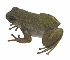 Aromobates nocturnus imagen 01.jpg