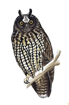 Asio stygius imagen 01.jpg