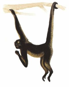 Ateles belzebuth imagen 01.jpg