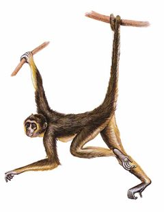 Ateles hybridus imagen 01.jpg