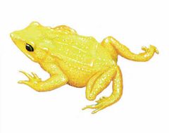 Atelopus carbonerensis imagen 01.jpg