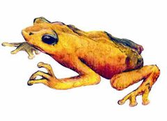 Atelopus chrysocorallus imagen 01.jpg