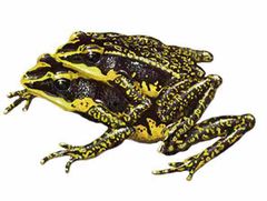 Atelopus cruciger imagen 01.jpg