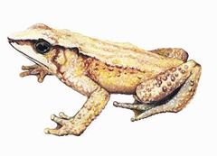 Atelopus mucubajiensis imagen 01.jpg