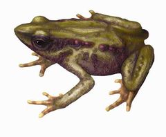 Atelopus nov. imagen 01.jpg