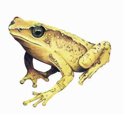 Atelopus oxyrhynchus imagen 01.jpg