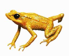 Atelopus pinangoi imagen 01.jpg