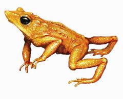 Atelopus sorianoi imagen 01.jpg