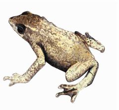 Atelopus tamaense imagen 01.jpg