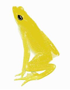 Atelopus vogli imagen 01.jpg