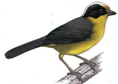 Atlapetes pallidinucha imagen 01.jpg