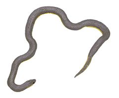 Atractus matthewi imagen 01.jpg