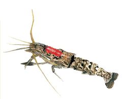 Atya dressleri imagen 01.jpg