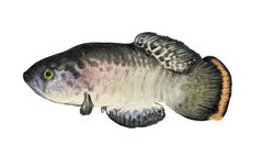 Austrofundulus guajira imagen 01.jpg