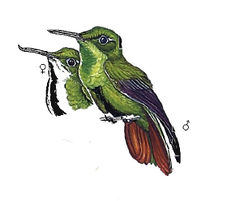 Avocettula recurvirostris imagen 01.jpg