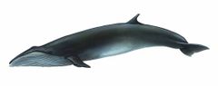 Balaenoptera borealis imagen 01.jpg