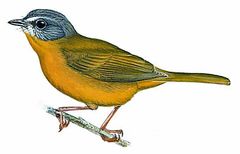 Basileuterus griseiceps imagen 01.jpg