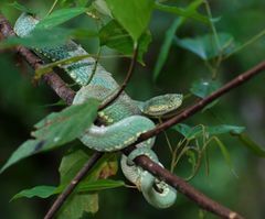 Bothriopsis bilineata imagen 01.jpg