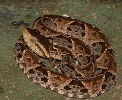 Bothrops asper imagen 01.jpg