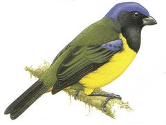 Buthraupis eximia imagen 02.jpg