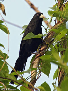 Cacicus solitarius imagen 01.jpg