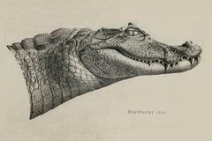 Caiman crocodilus Natterer 01.jpg