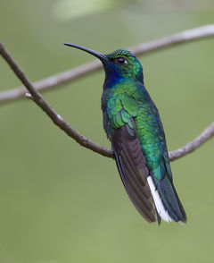 Campylopterus ensipennis imagen 01.jpg