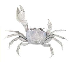 Cardisoma guanhumi imagen 01.jpg