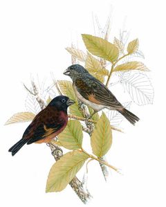 Carduelis cucullata imagen 01.jpg