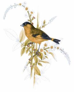 Carduelis yarrellii imagen 01.jpg