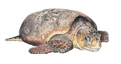 Caretta caretta imagen 01.jpg
