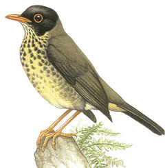 Catharus dryas imagen 01.jpg