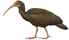 Cercibis oxycerca imagen 01.jpg