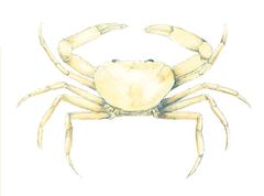 Chaceus caecus imagen 01.jpg